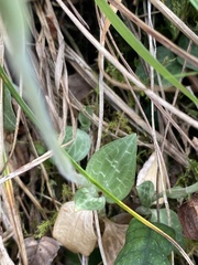 Goodyera schlechtendaliana