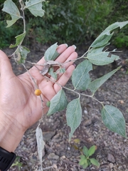 Celtis caudata