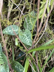 Goodyera schlechtendaliana