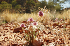 Ptilotus helipteroides