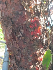 Pseudosmodingium perniciosum