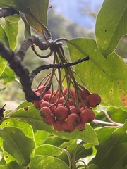 Photinia niitakayamensis
