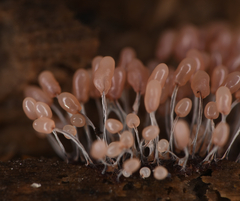 Stemonitopsis typhina