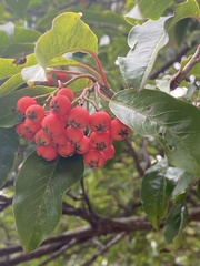 Photinia niitakayamensis