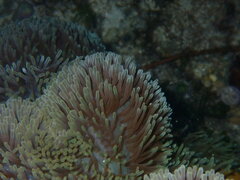 Stichodactyla gigantea