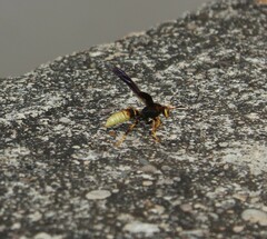 Polistes comanchus