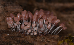 Stemonitopsis typhina