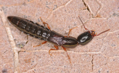 Xantholinus linearis