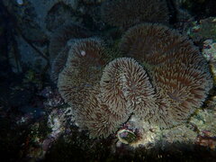 Stichodactyla gigantea