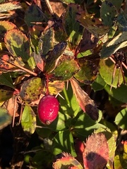 Berberis morrisonensis