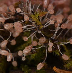 Stemonitopsis typhina