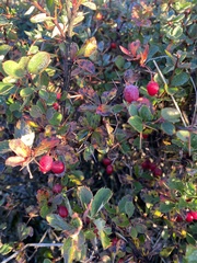 Berberis morrisonensis