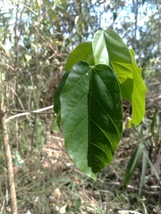 Sterculia quadrifida
