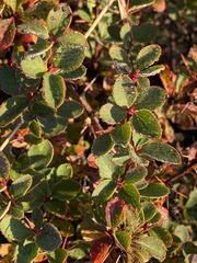 Berberis morrisonensis