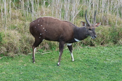 Tragelaphus sylvaticus sylvaticus