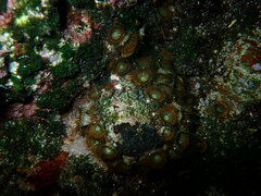 Palythoa