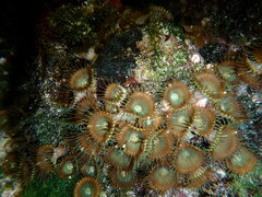 Palythoa