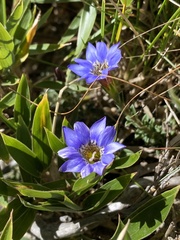 Gentiana arisanensis