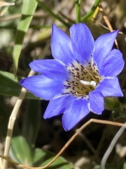 Gentiana arisanensis