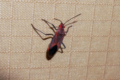 Leptocoris