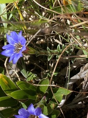 Gentiana arisanensis