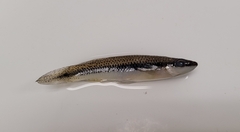 Fundulus olivaceus