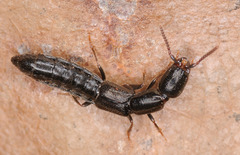 Xantholinus longiventris
