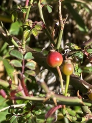 Rosa transmorrisonensis