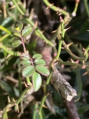 Rosa transmorrisonensis