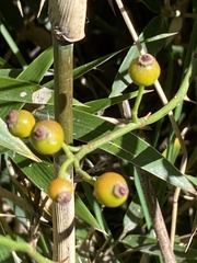 Rosa transmorrisonensis