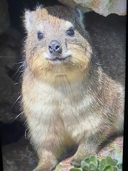 Procavia capensis