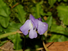 Mazus pumilio