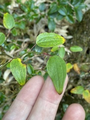 Smilax vaginata