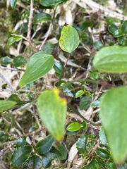 Smilax vaginata