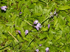 Mazus pumilio