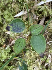 Smilax vaginata