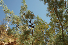 Callitris glaucophylla