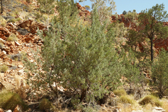 Callitris glaucophylla