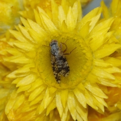 Austrotephritis poenia