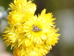 Austrotephritis poenia