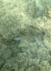 Canthigaster jactator