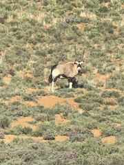 Oryx gazella