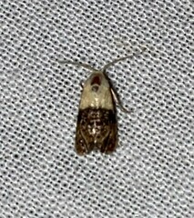 Eugnosta erigeronana