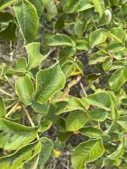 Amphipterygium adstringens