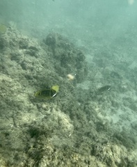 Chaetodon lunula