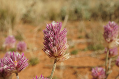 Ptilotus helipteroides
