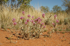 Ptilotus helipteroides