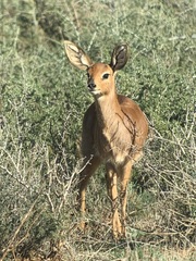 Raphicerus campestris