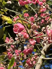 Euonymus morrisonensis