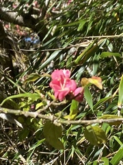 Euonymus morrisonensis